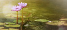 MagicFlute_235x105_new2.jpg